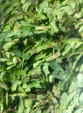 Sour tamarind leaves