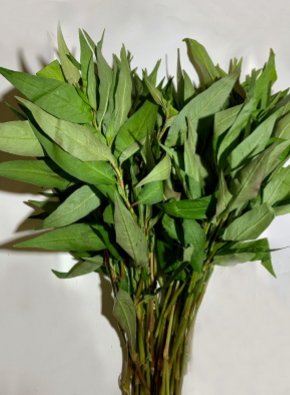 Vietnamese coriander