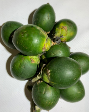 Arecanut fruit